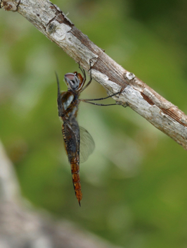 Pantala hymenaea, female